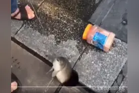 人行道上拳头大的洞能钓鱼？一钓就是一桶！钓到大鱼怎么办？图片
