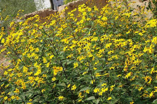 农村5种地下蔬菜，全程不长虫不用打药，种下去就有得吃的懒人菜