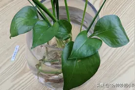 不管家中空间多大，绿萝都不能放这5个位置，要避开，早知早好图片