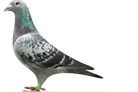 信鸽国际品系排名，来看看你家主血排第几名？图片