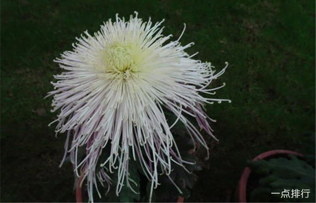 菊花是我国的十大名花之一，菊花的10大常见品种