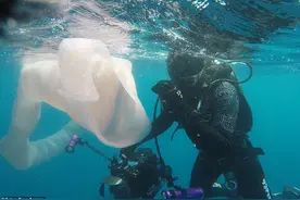 罕见！潜水员在新西兰海域邂逅不明生物，宛若8米长的巨型丝袜图片