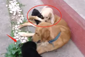 金毛怀了德牧的崽，生下4只小狗后，主人看到狗狗长相后笑了图片