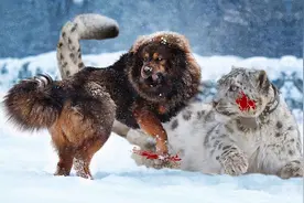 驱豹欺熊，捕狼吃羊，还同类相食，跌落神坛的藏獒成为生态灾难图片