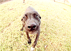 翻看旧照片发现，狗子居然养着养着变色了