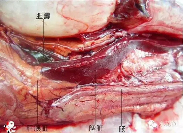鱼鳞由什么组成