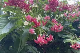 海口金牛岭公园的美景图片