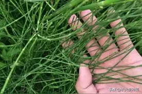 长在溪边的小“野草”，人称“节节草”，农民拔了扔，现20元一盆图片