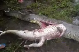 4米长的蟒蛇吞下2米长的鳄鱼最后被活活撑死，死因不是鳄鱼图片