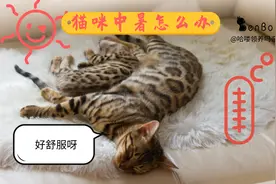 喜暖怕冷的猫咪，晒太阳会中暑吗？一文教你处理猫的夏季中暑图片