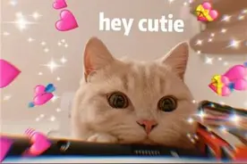 英文表情包｜超可爱猫咪：I LOVE YOU图片