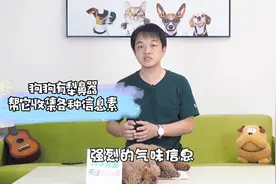 狗狗走丢能不能自己回家？别把奇迹当日常视频封面