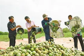 栽下文冠果 荒山变绿川图片