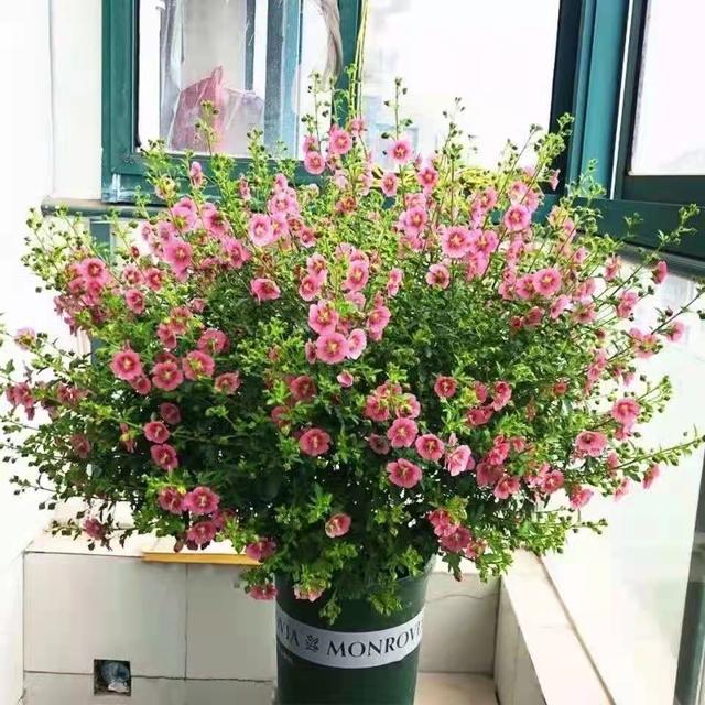 养好小木槿，做到3点，花期更长了，侧枝多花量大美美哒