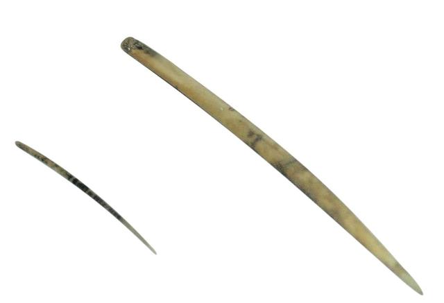 古代鹿角化石价格