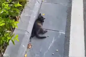 广西：流浪猫咪躺路旁，见人就想逃，小姐姐：可惜没能早点遇见你图片