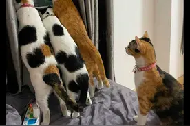 楼下的人在吵架，家里的猫咪全都扒在窗台上看，这是有多八卦啊图片