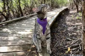 不怕水的猫咪！流浪猫被收养跟随主人上山下海图片