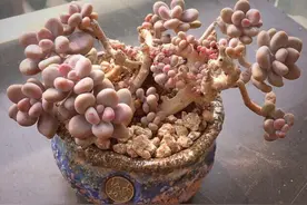 桃蛋养成老桩，做好这2点，安全度夏长得精神图片