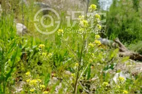 每日一草：沼生蔊菜图片