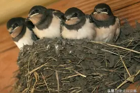 农村宅子有这5种事要注意，说明“家中出能人”，你家有过吗？图片