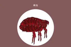 “剪发虫”在头皮上是什么感觉？如何赶走“剪发虫”？图片
