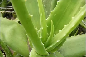 每亩利润上万元，成本却只有5000，年收益比打工强太多图片