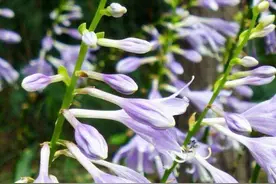 在树荫下的3种开花植株，抗寒耐阴的能力很棒，露养优选图片
