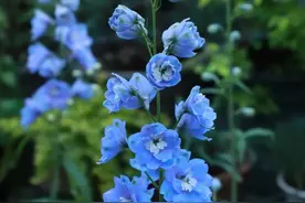 80组成语近义成语辨析，助你快速突破图片