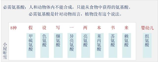 突破氨基酸结构难点，轻松掌握《生命活动的承担者——蛋白质》