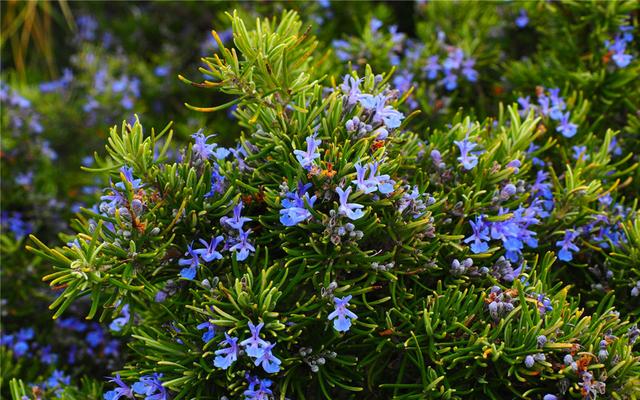 世界木本植物大全(木本植物图片及名称大全)-措必培