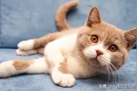你家猫咪叫什么？别让猫名触碰4个“禁忌”，听着别扭还叫着尴尬图片