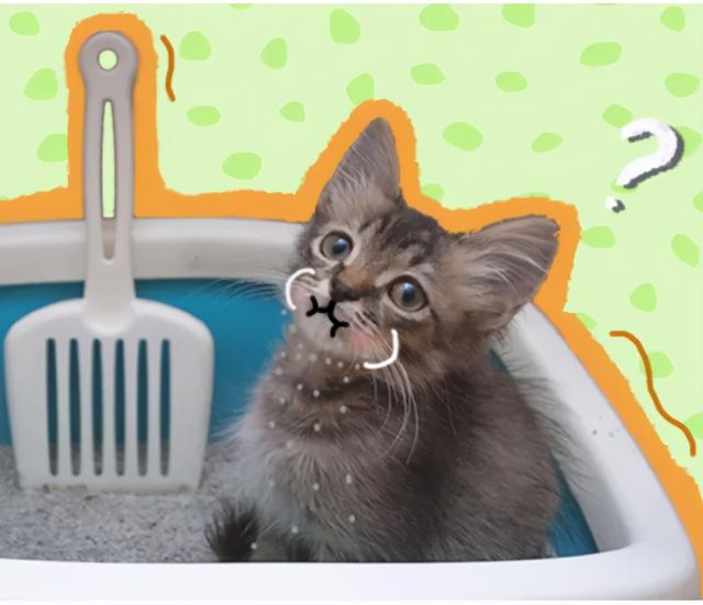 猫吃了豆腐猫砂怎么办