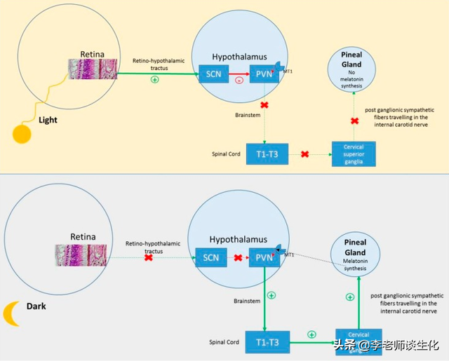 氨基酸衍生物代谢（一）