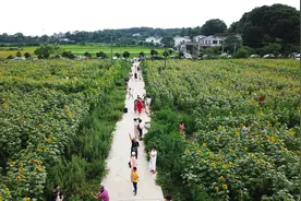 新华社 | 长沙望城：葵花盛开引客来图片