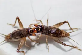 儿时游戏之六——斗蛐蛐（你咬过多少斤？）图片