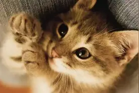 猫需不需要挤肛门腺？图片