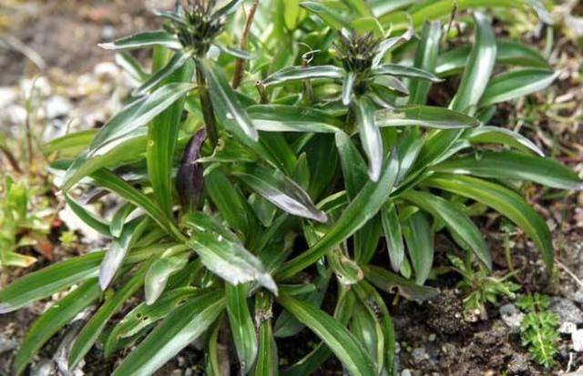 厚针龙 厚针龙百科(图3)