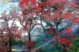 抓住秋天的尾巴，康康红枫传承千年的美图片