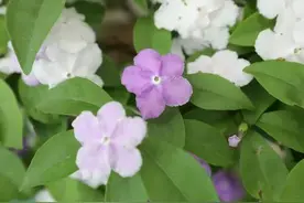 茉莉花种了10年终于开花了图片
