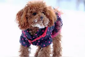 泰迪犬有这几个表现，就证明它“懂事”了，这狗没白疼图片