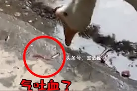 大白鹅听主人说要杀它被气吐血，主人：只是逗逗它，会继续养着图片