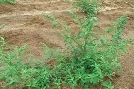 在农村有一种杂草，它是一种营养丰富的野生蔬菜，但又不能贪吃图片