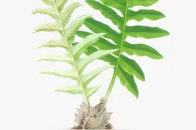 中药古今研究：骨碎补图片