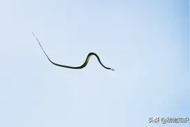 你见过“从天而降”的毒蛇吗？会滑翔的“飞蛇”——天堂树蛇图片