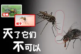 苍蝇和蚊子如此可恨，我们为什么不能将其全部歼灭？图片