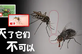苍蝇和蚊子如此可恨，我们为什么不能将其全部歼灭？图片