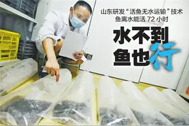“一睡千里”的鱼，离水还能活72小时 记者揭秘活鱼无水运输中的“黑科技”图片