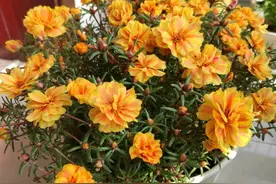 阳台盆栽“新宠”—针叶牡丹，花色绚丽，丰花勤花，新手也能养图片