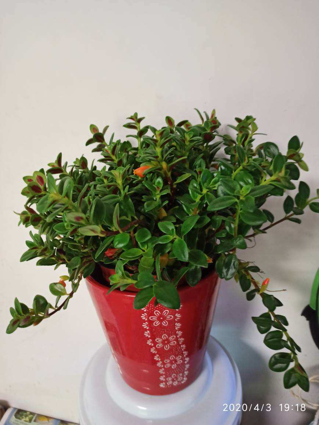花卉种植, 花卉种植项目可行性报告(入门级花友必看) | 海博花儿网